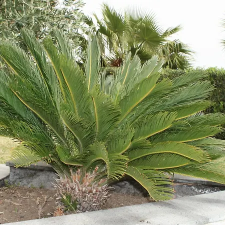 Βίλα Cannata's *
